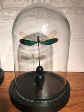 Charger l&#39;image dans la galerie, Globe en verre avec superbe libellule
