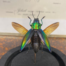 Charger l&#39;image dans la galerie, Insecte sous cloche
