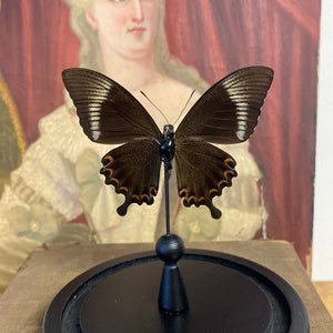 Papilio paris detanii sous globe en verre