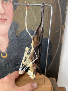 Véritable chauve-souris mi squelette mi séché