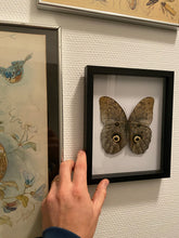 Charger l&#39;image dans la galerie, Cadre papillon Caligo eurilochus
