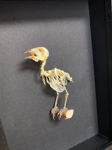 Cadre squelette d’oiseau