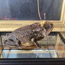 Charger l&#39;image dans la galerie, Véritable crapaud « prince charmant » dans sa boîte en verre
