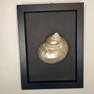 Cadre coquillage moyen modèle