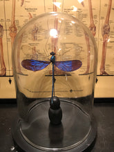 Charger l&#39;image dans la galerie, Globe en verre avec libellule Neurobasis Kaupi

