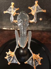 Charger l&#39;image dans la galerie, Véritable grenouille rhacophorus présenter sous un globe en verre
