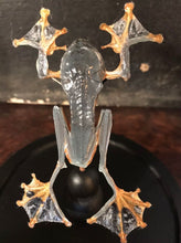 Charger l&#39;image dans la galerie, Véritable grenouille rhacophorus présenter sous un globe en verre
