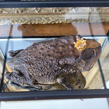 Charger l&#39;image dans la galerie, Véritable crapaud « prince charmant » dans sa boîte en verre
