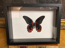 Charger l&#39;image dans la galerie, Cadre papillon « papilio rumanzovia »
