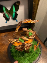 Charger l&#39;image dans la galerie, Papillons dione Juno sur main en bois
