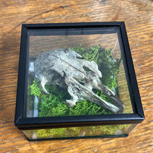 Charger l&#39;image dans la galerie, Véritable crane de lapin dans sa boîte en verre
