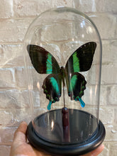 Charger l&#39;image dans la galerie, Cloche en verre avec papilio blumei
