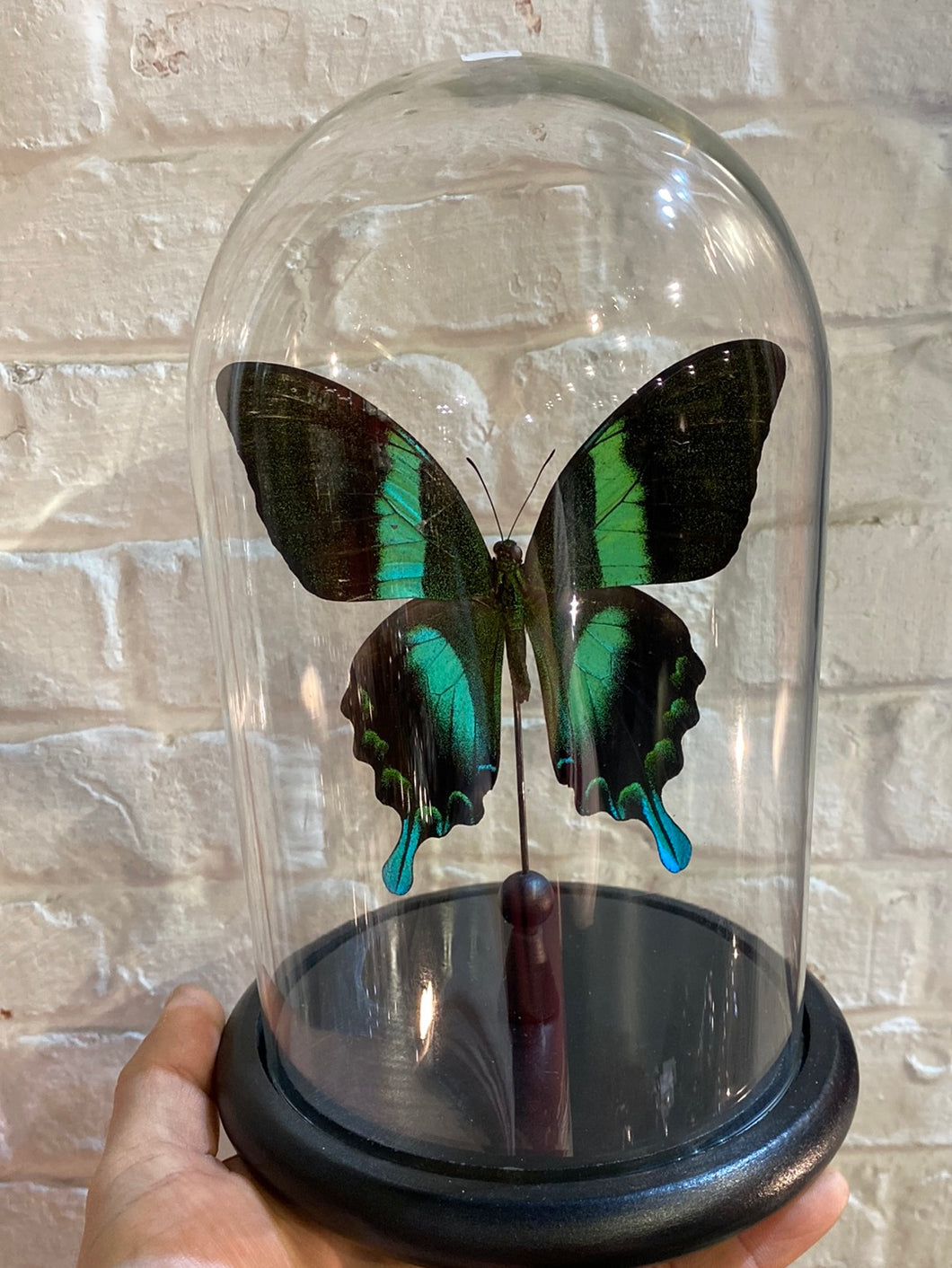 Cloche en verre avec papilio blumei