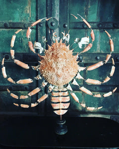 Eclaté d’araignée de mer sous globe
