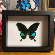 Charger l&#39;image dans la galerie, Cadre papillon « papilio karna »
