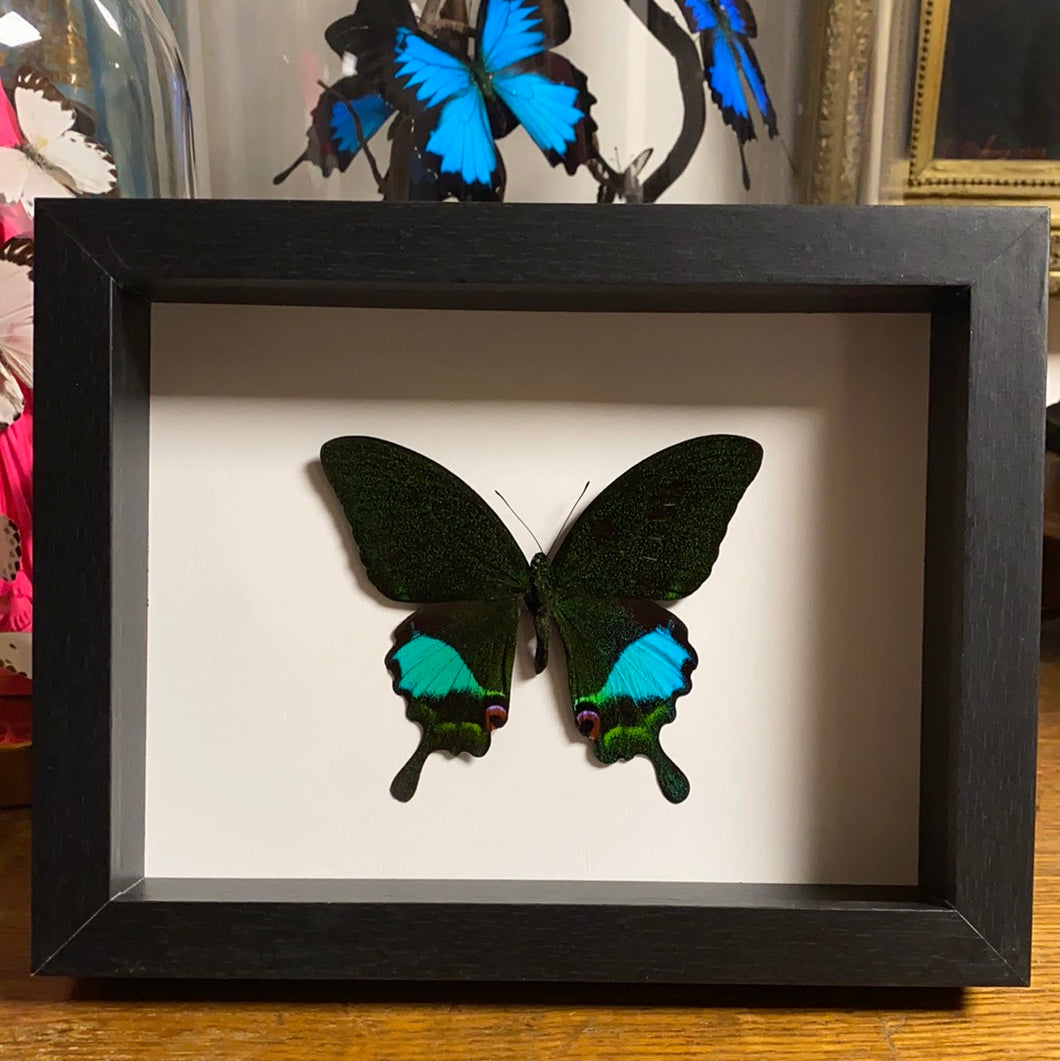 Cadre papillon « papilio karna »