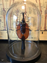 Charger l&#39;image dans la galerie, Scarabée violon ( Mormolyse)sous globe en verre
