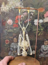 Charger l&#39;image dans la galerie, Véritable squelette de chauve-souris sous globe en verre grand modèle
