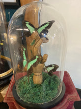 Charger l&#39;image dans la galerie, Papillons papilio phorcas sur main en bois
