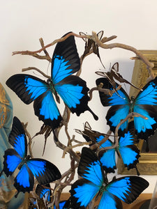 Envolée de papillons papilio ulysses sous globe en verre (ENVOI IMPOSSIBLE)
