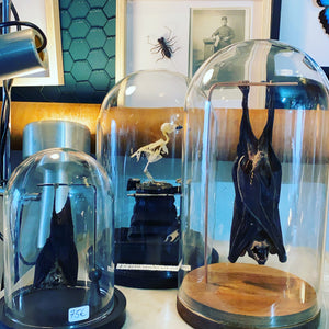 Véritable chauve-souris sous globe en verre grand modèle