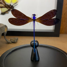 Charger l&#39;image dans la galerie, Globe en verre avec superbe libellule
