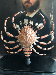 Eclaté d’araignée de mer sous globe
