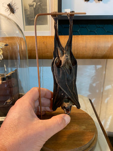 Véritable chauve-souris sous globe en verre grand modèle