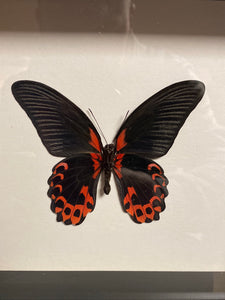 Cadre papillon « papilio rumanzovia »